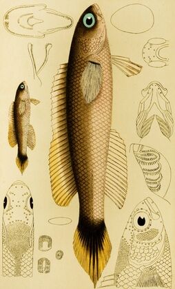Fishes XII