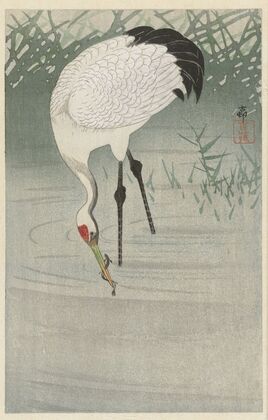Fishing crane in shallow water