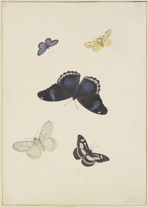 Five butterflies