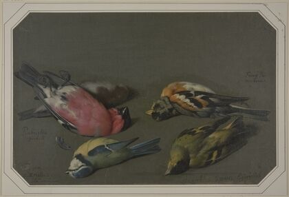 Five dead birds
