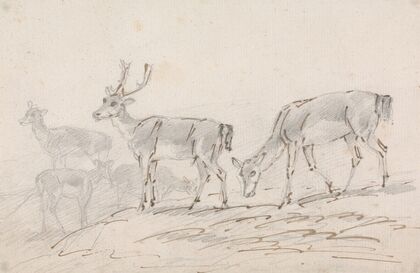 Five Deer