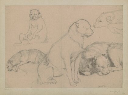 Five dog studies (1860 - 1920)
