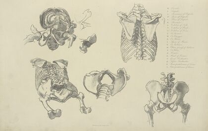 Five views of bones of ribcage and pelvis