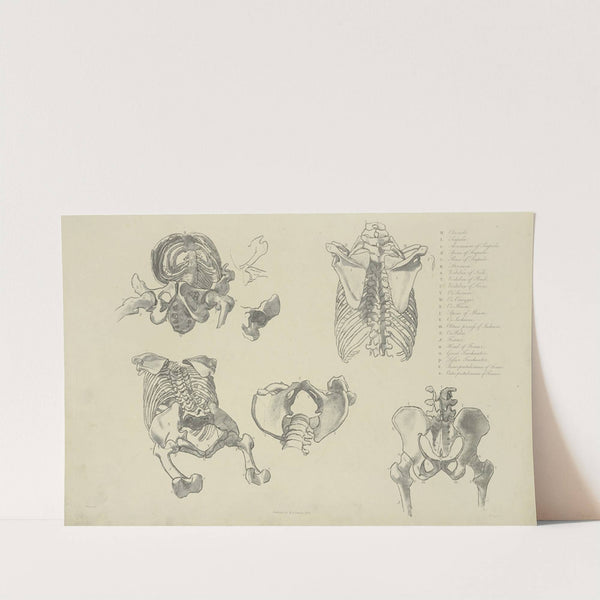 Five views of bones of ribcage and pelvis by M.A. Nattali