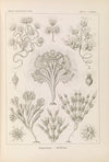 Flagellata. – Geiklinge