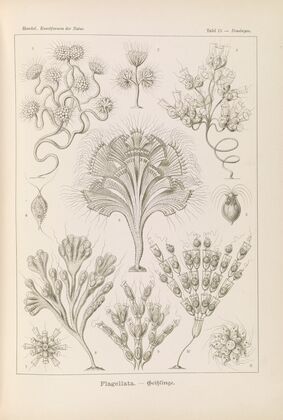 Flagellata. – Geiklinge