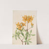 Flame Azalea (Azalea lutea) (1921) by Mary Vaux Walcott