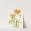 Flame Azalea. (Azalea lutea) (1925) by Mary Vaux Walcott