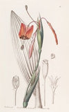 Flame-coloured Stiff-stalk