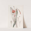 Flame-coloured Stiff-stalk by Sydenham Edwards