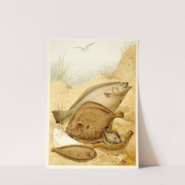 Flat fish (1893-1896) by Pierre Jacques Smit