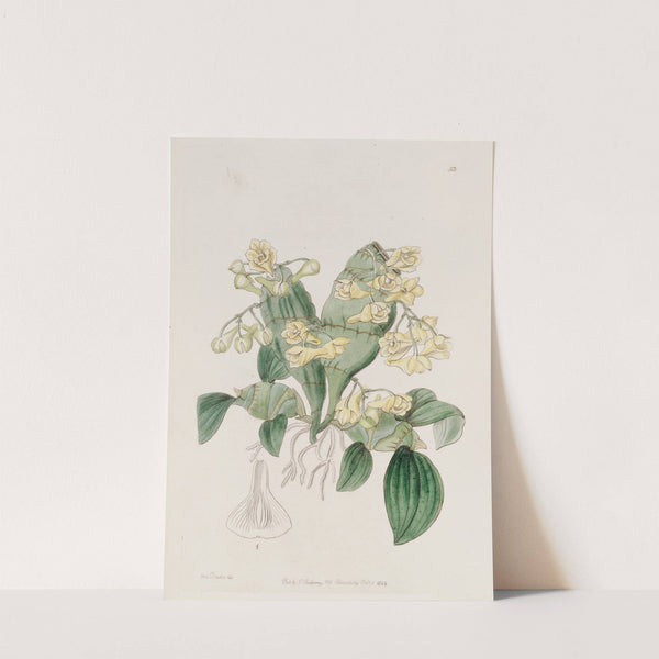 Flat-stemmed Dendrobium by Sydenham Edwards