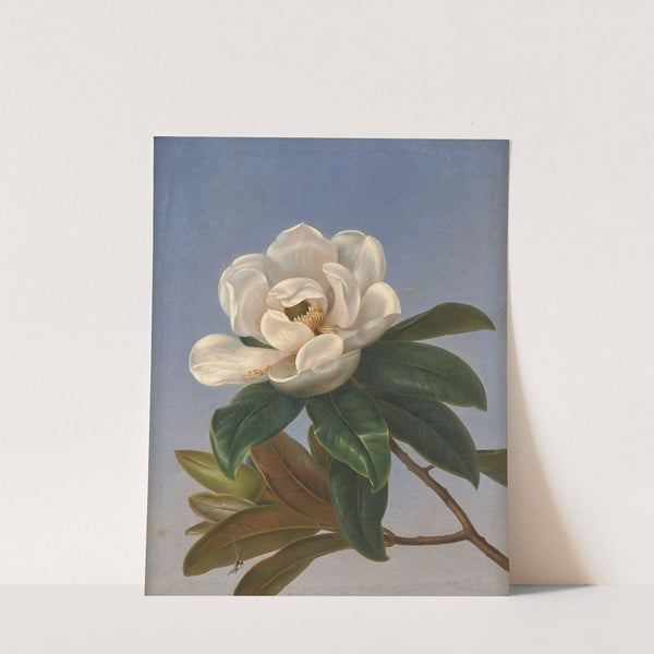 Fleur de magnolia by Johan Laurentz Jensen