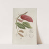 Fleurs, fruits et feuillages choisis de l&#039;ille de Java Pl.04 by Berthe Hoola van Nooten
