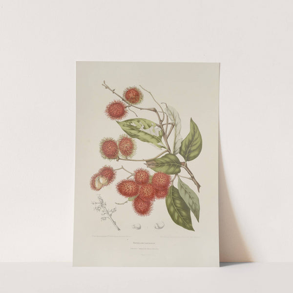 Fleurs, fruits et feuillages choisis de l&#039;ille de Java Pl.07 by Berthe Hoola van Nooten