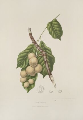 Fleurs, fruits et feuillages choisis de l’ille de Java Pl.08
