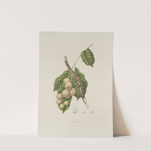 Fleurs, fruits et feuillages choisis de l&#039;ille de Java Pl.08 by Berthe Hoola van Nooten