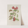 Fleurs, fruits et feuillages choisis de l&#039;ille de Java Pl.11 by Berthe Hoola van Nooten