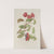Fleurs, fruits et feuillages choisis de l&#039;ille de Java Pl.11 by Berthe Hoola van Nooten