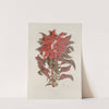 Fleurs, fruits et feuillages choisis de l&#039;ille de Java Pl.13 by Berthe Hoola van Nooten
