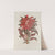 Fleurs, fruits et feuillages choisis de l&#039;ille de Java Pl.13 by Berthe Hoola van Nooten