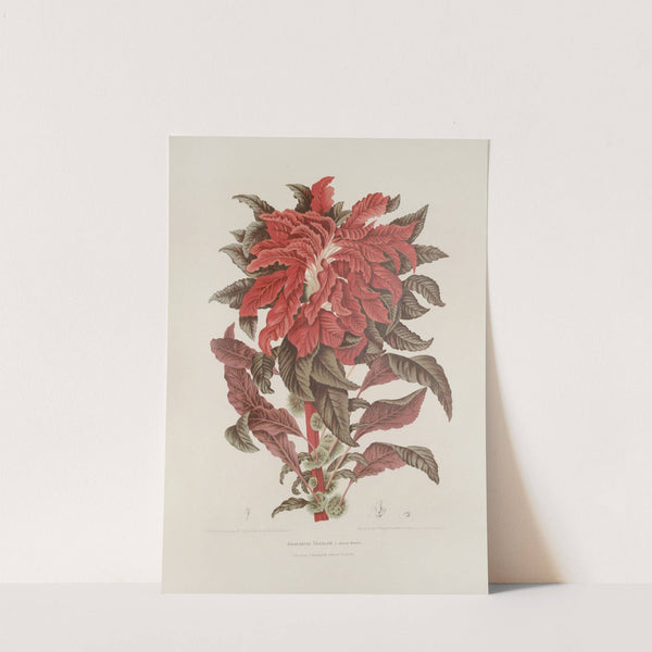 Fleurs, fruits et feuillages choisis de l&#039;ille de Java Pl.13 by Berthe Hoola van Nooten