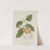 Fleurs, fruits et feuillages choisis de l&#8217;ille de Java Pl.15 (1880) by Berthe Hoola van Nooten