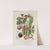 Fleurs, fruits et feuillages choisis de l&#8217;ille de Java Pl.16 (1880) by Berthe Hoola van Nooten