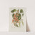 Fleurs, fruits et feuillages choisis de l&#039;ille de Java Pl.18 by Berthe Hoola van Nooten