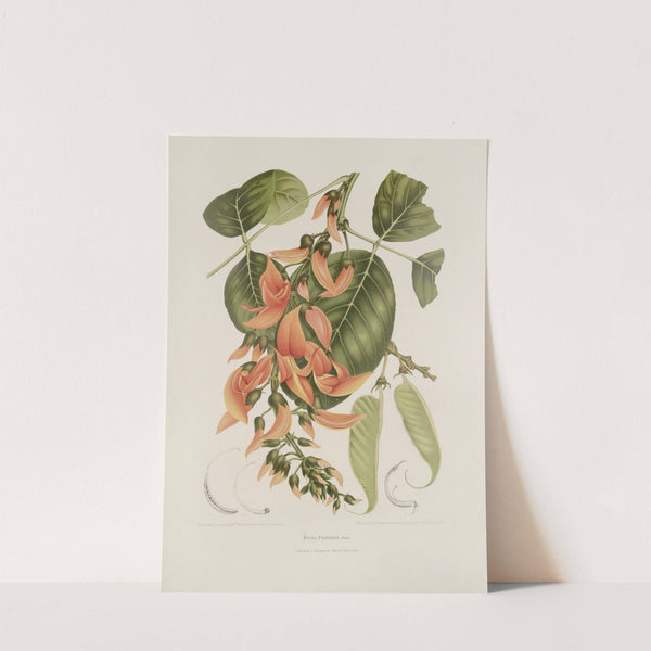 Fleurs, fruits et feuillages choisis de l&#039;ille de Java Pl.18 by Berthe Hoola van Nooten