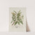 Fleurs, fruits et feuillages choisis de l&#039;ille de Java Pl.19 by Berthe Hoola van Nooten
