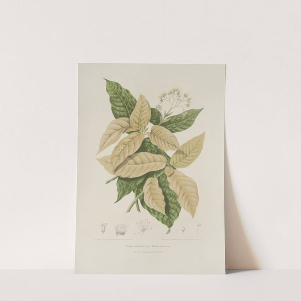 Fleurs, fruits et feuillages choisis de l&#039;ille de Java Pl.21 by Berthe Hoola van Nooten