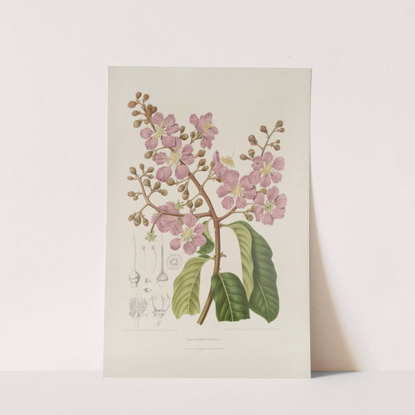 Fleurs, fruits et feuillages choisis de l&#039;ille de Java Pl.22 by Berthe Hoola van Nooten