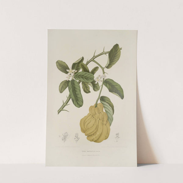 Fleurs, fruits et feuillages choisis de l&#039;ille de Java Pl.23 by Berthe Hoola van Nooten
