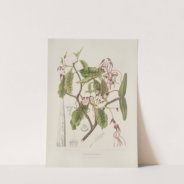 Fleurs, fruits et feuillages choisis de l&#039;ille de Java Pl.25 by Berthe Hoola van Nooten