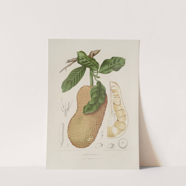 Fleurs, fruits et feuillages choisis de l&#039;ille de Java Pl.26 by Berthe Hoola van Nooten