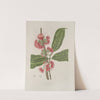 Fleurs, fruits et feuillages choisis de l&#039;ille de Java Pl.29 by Berthe Hoola van Nooten