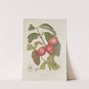 Fleurs, fruits et feuillages choisis de l&#039;ille de Java Pl.30 by Berthe Hoola van Nooten