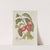 Fleurs, fruits et feuillages choisis de l&#039;ille de Java Pl.30 by Berthe Hoola van Nooten