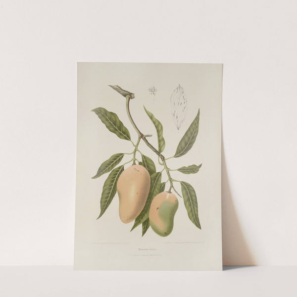 Fleurs, fruits et feuillages choisis de l&#039;ille de Java Pl.31 by Berthe Hoola van Nooten