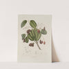 Fleurs, fruits et feuillages choisis de l&#039;ille de Java Pl.32 by Berthe Hoola van Nooten