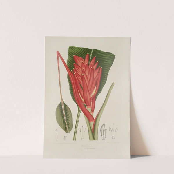 Fleurs, fruits et feuillages choisis de l&#039;ille de Java Pl.33 by Berthe Hoola van Nooten