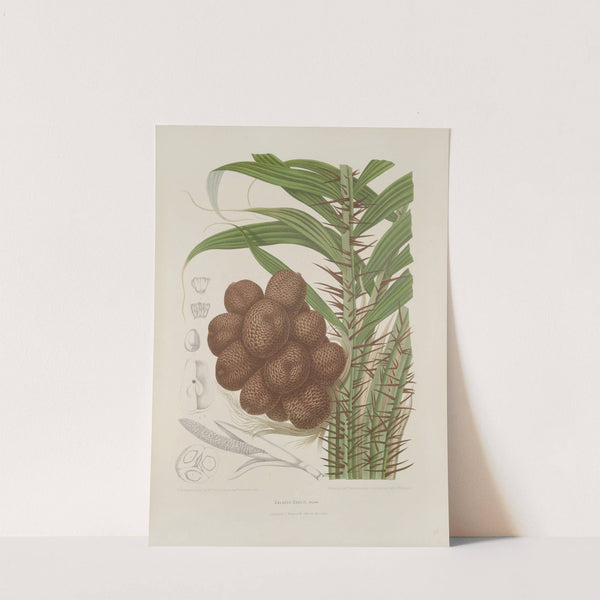 Fleurs, fruits et feuillages choisis de l&#039;ille de Java Pl.38 by Berthe Hoola van Nooten