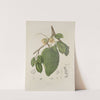 Fleurs, fruits et feuillages choisis de l&#039;ille de Java Pl.39 by Berthe Hoola van Nooten