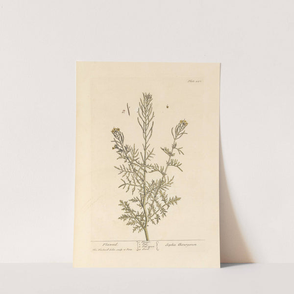 Flixweed by Elizabeth Blackwell