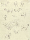 Flock of Sheep