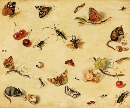 Flora and Fauna