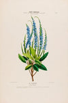Flore d’AmeÌrique, dessineÌe d’apreÌs nature sur les lieux Pl.003