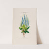 Flore d&#039;Amérique, dessinée d&#039;après nature sur les lieux Pl.003 by Etienne Denisse