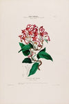Flore d’AmeÌrique, dessineÌe d’apreÌs nature sur les lieux Pl.005